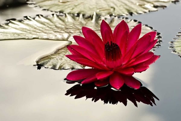 PA, Philadelphia Water lily on garden pond